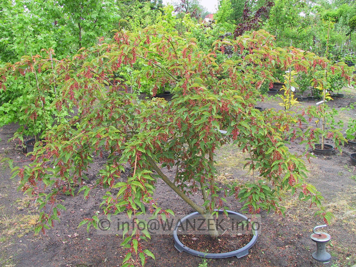 Acer davidii -Samenstaende1.JPG